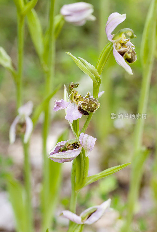 蜂兰花(Ophrys apifera)